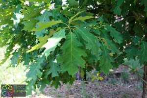 Quercus rubra